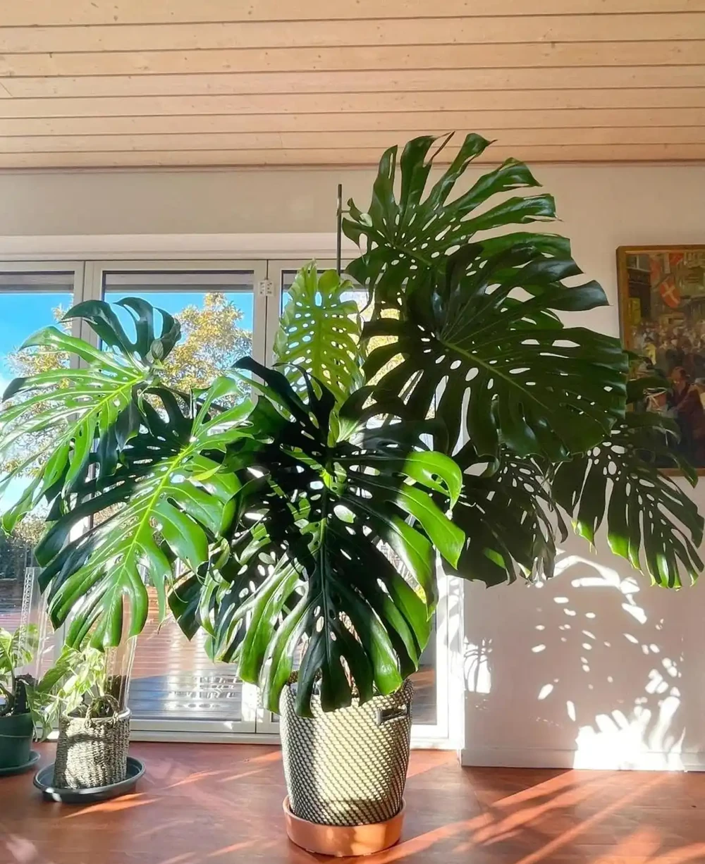 遼寧一女子養了8年的龜背芋,竟結出軟糯果實,感嘆:真是開眼了