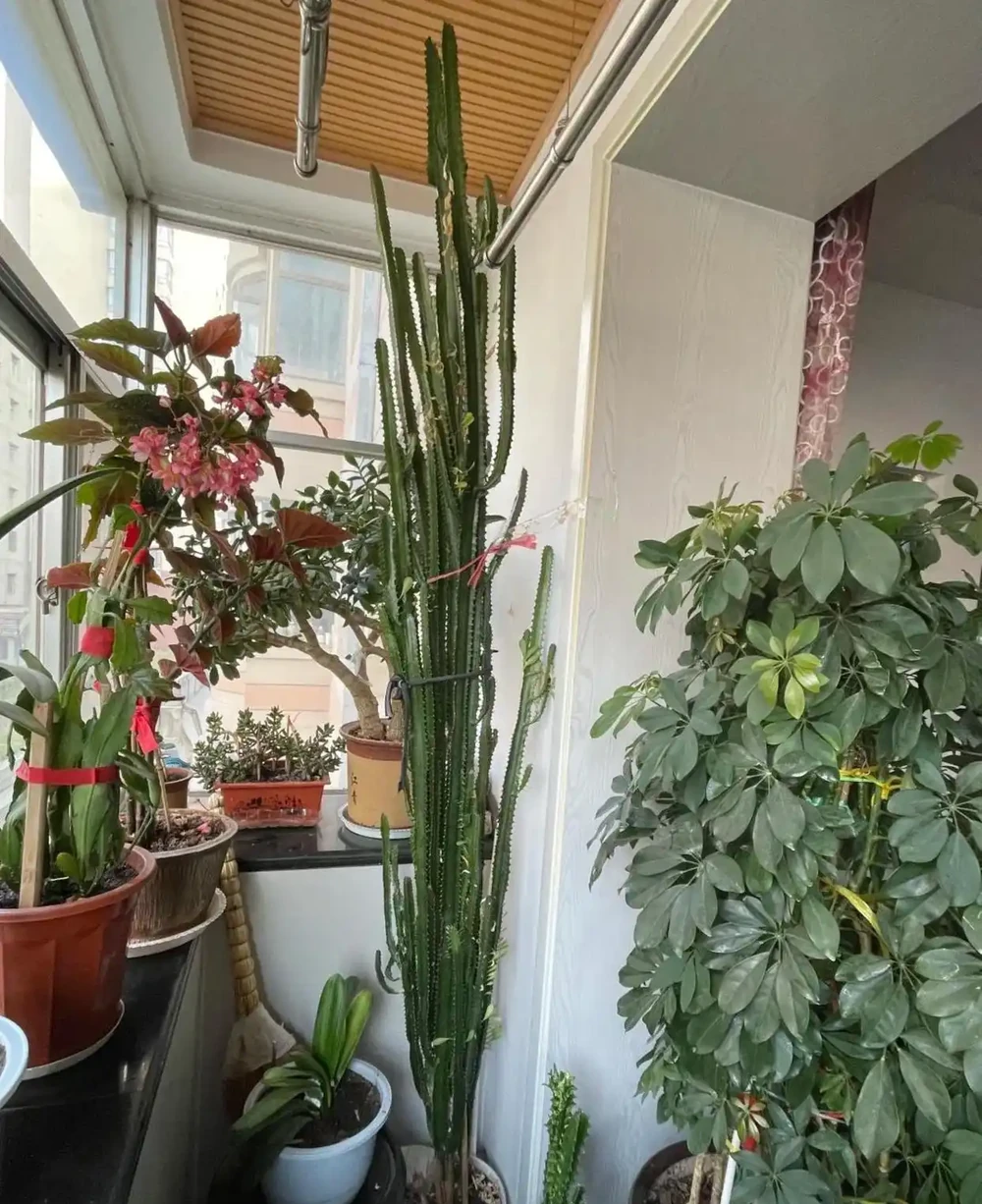 太有靈性了!爺爺「決定送走30年仙人柱」的當天,它開花了,網友:成精了