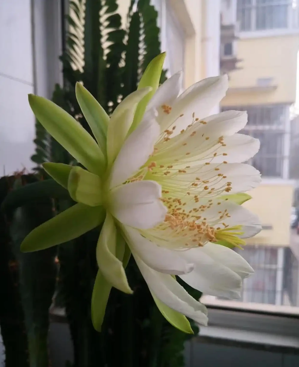太有靈性了!爺爺「決定送走30年仙人柱」的當天,它開花了,網友:成精了