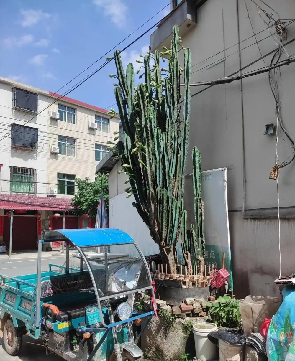 太有靈性了!爺爺「決定送走30年仙人柱」的當天,它開花了,網友:成精了