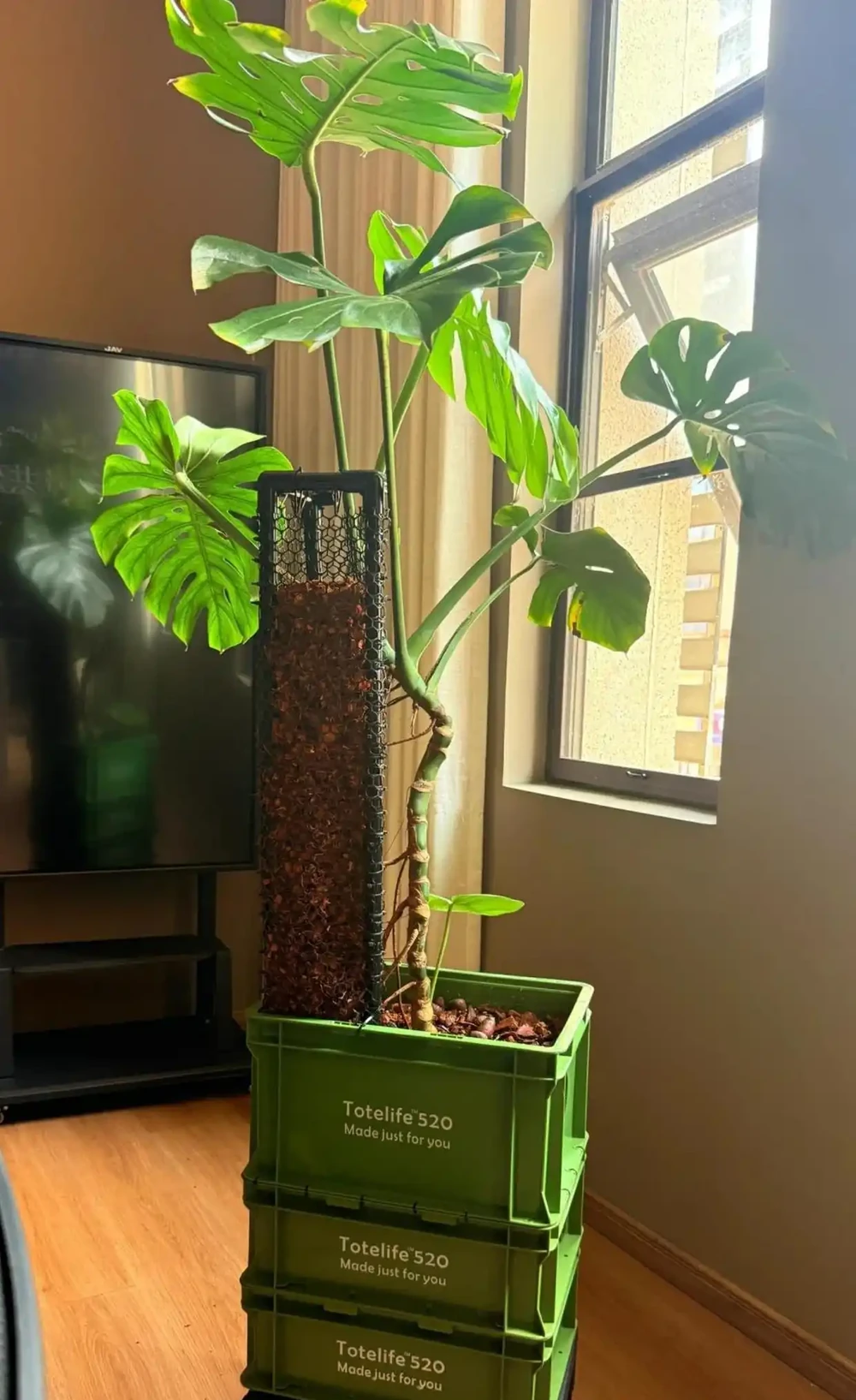 遼寧一女子養了8年的龜背芋,竟結出軟糯果實,感嘆:真是開眼了
