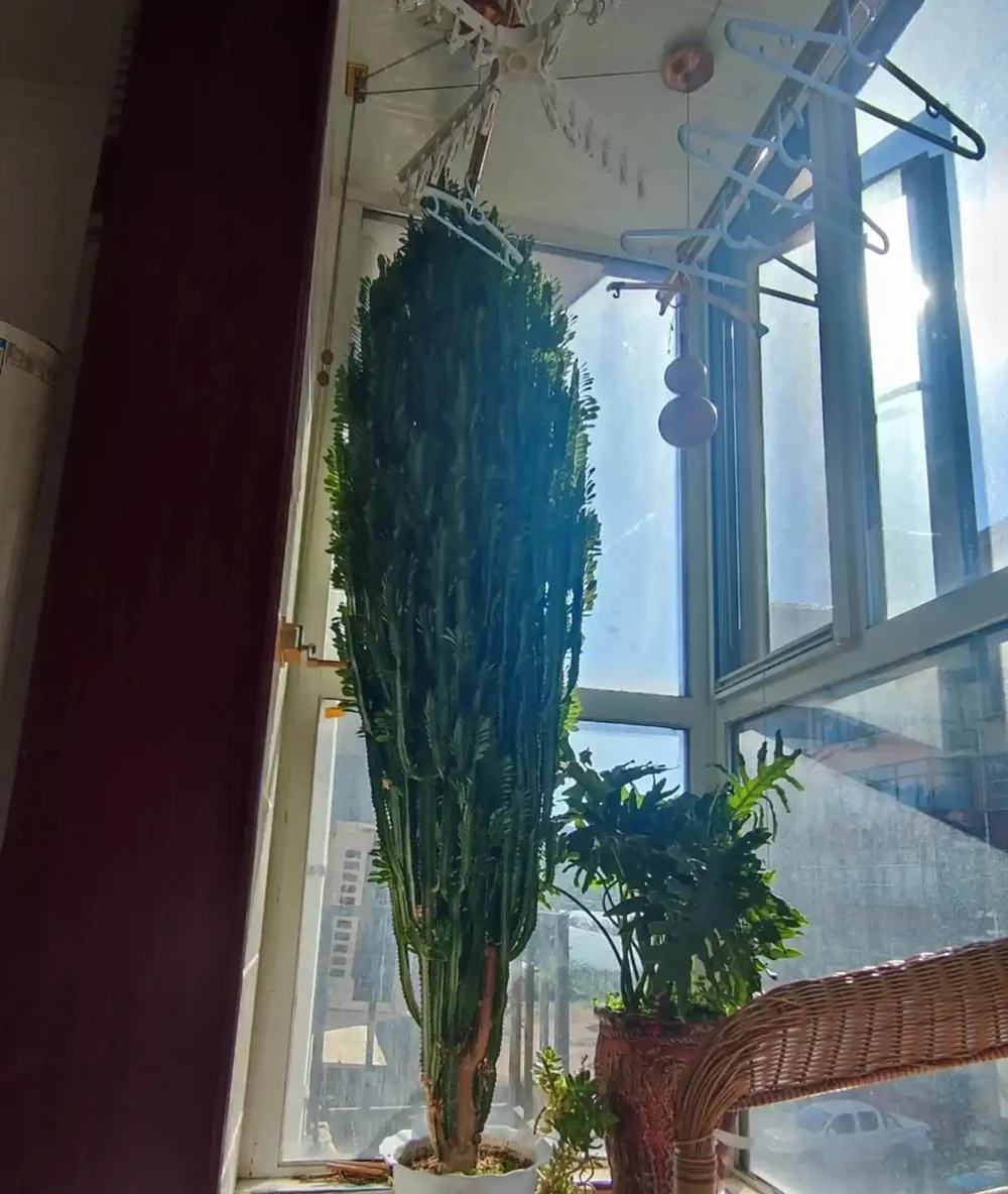 太有靈性了!爺爺「決定送走30年仙人柱」的當天,它開花了,網友:成精了