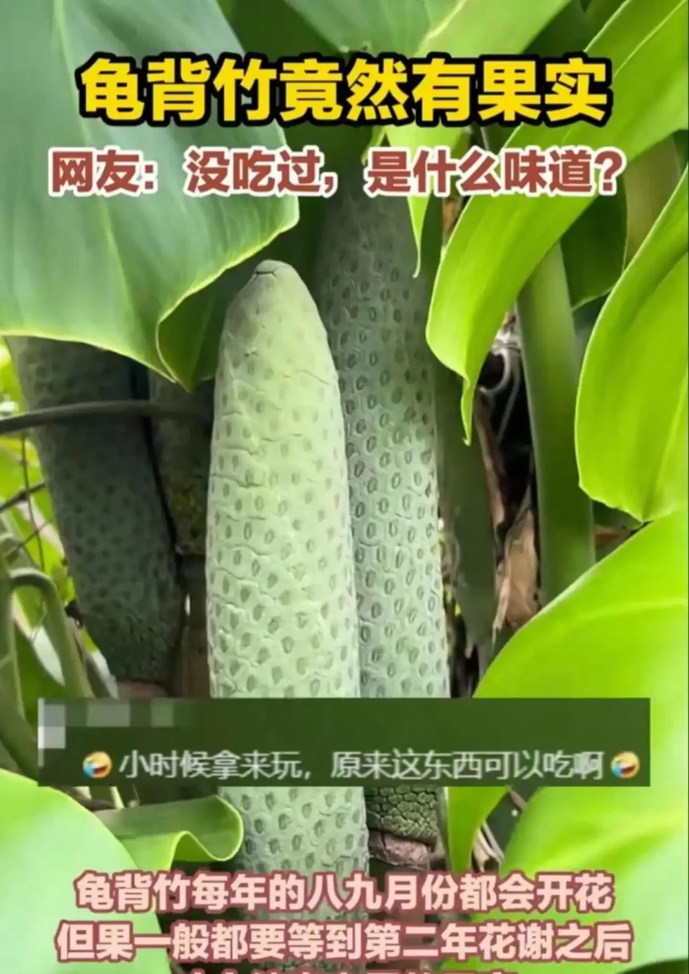 遼寧一女子養了8年的龜背芋,竟結出軟糯果實,感嘆:真是開眼了