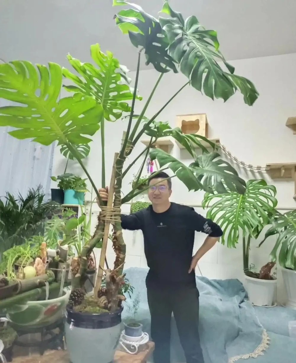 遼寧一女子養了8年的龜背芋,竟結出軟糯果實,感嘆:真是開眼了