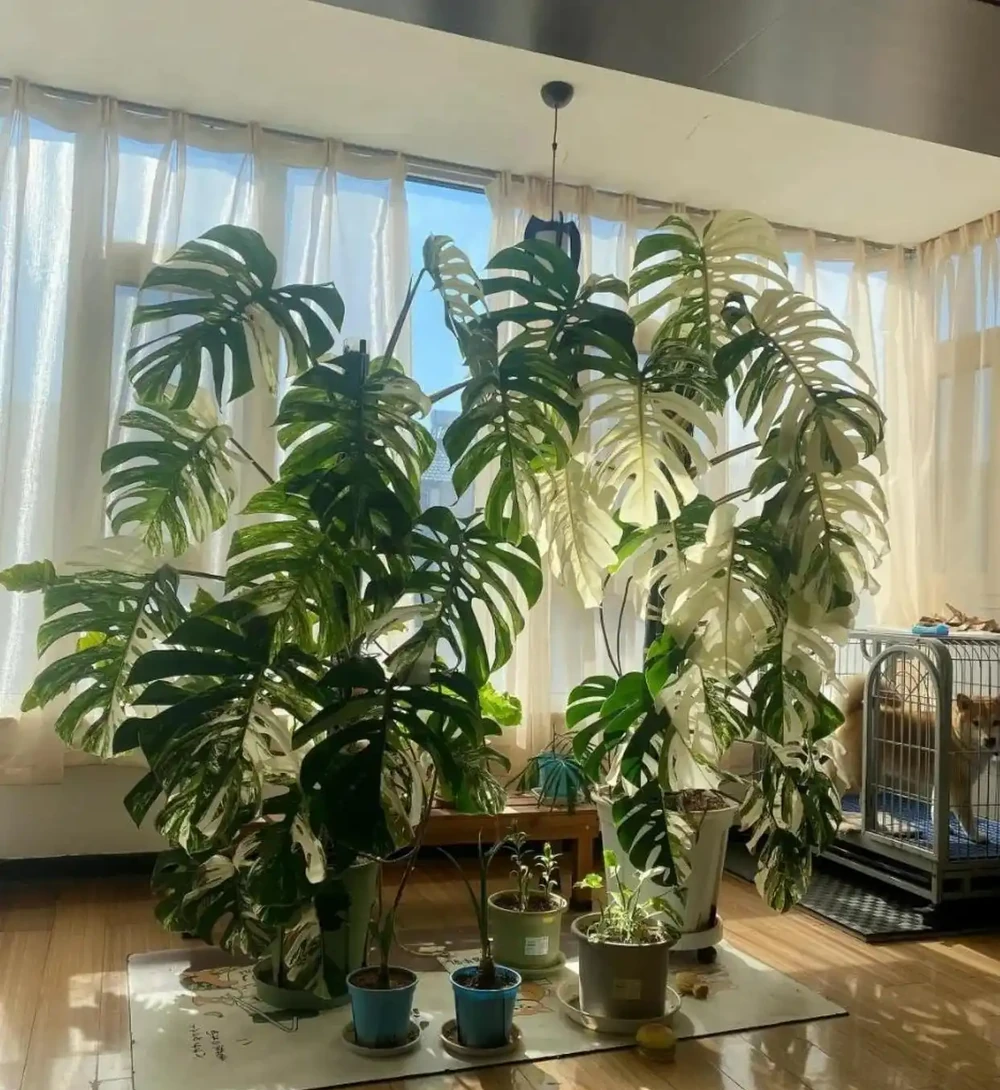 遼寧一女子養了8年的龜背芋,竟結出軟糯果實,感嘆:真是開眼了