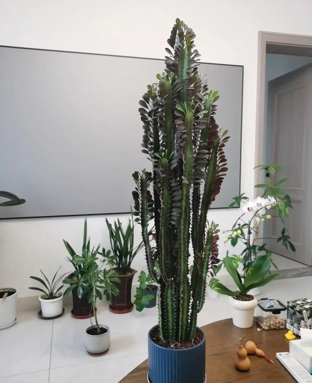 太有靈性了!爺爺「決定送走30年仙人柱」的當天,它開花了,網友:成精了
