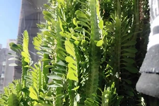 太有靈性了！爺爺「決定送走30年仙人柱」的當天，它開花了，網友：成精了