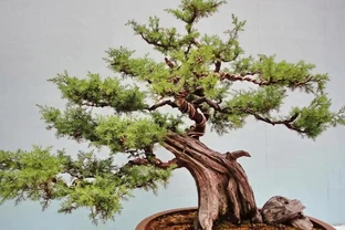 盆景粗枝速成秘訣：4招讓枝條快速增粗不徒長