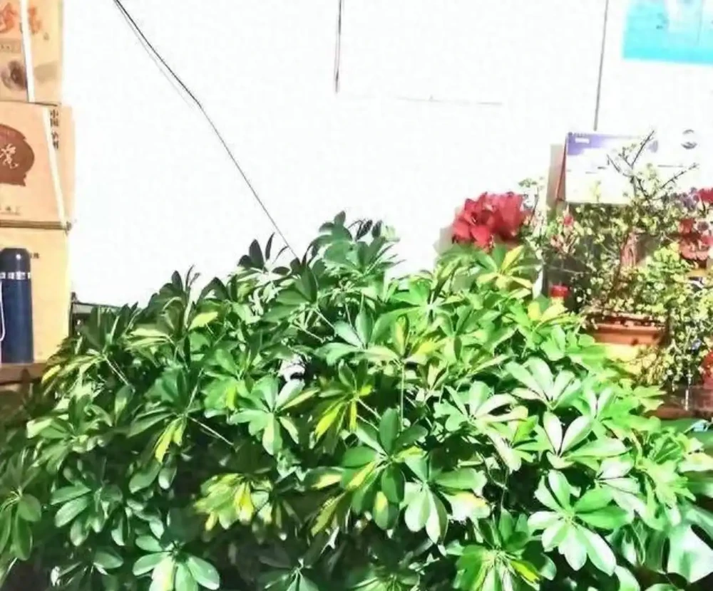 鴨腳木瘋長的秘密被曝光!全靠這招「逆境養成術」,年輕人集體上頭