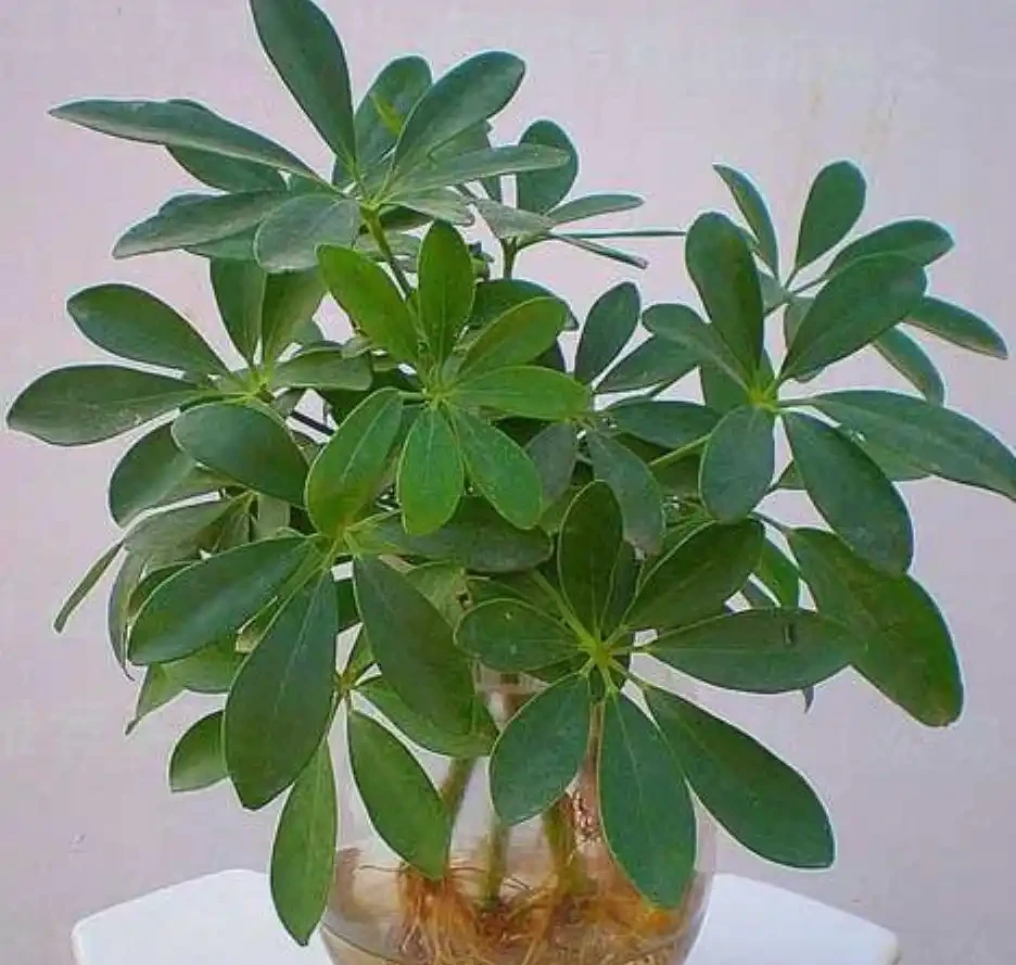 鴨腳木瘋長的秘密被曝光!全靠這招「逆境養成術」,年輕人集體上頭