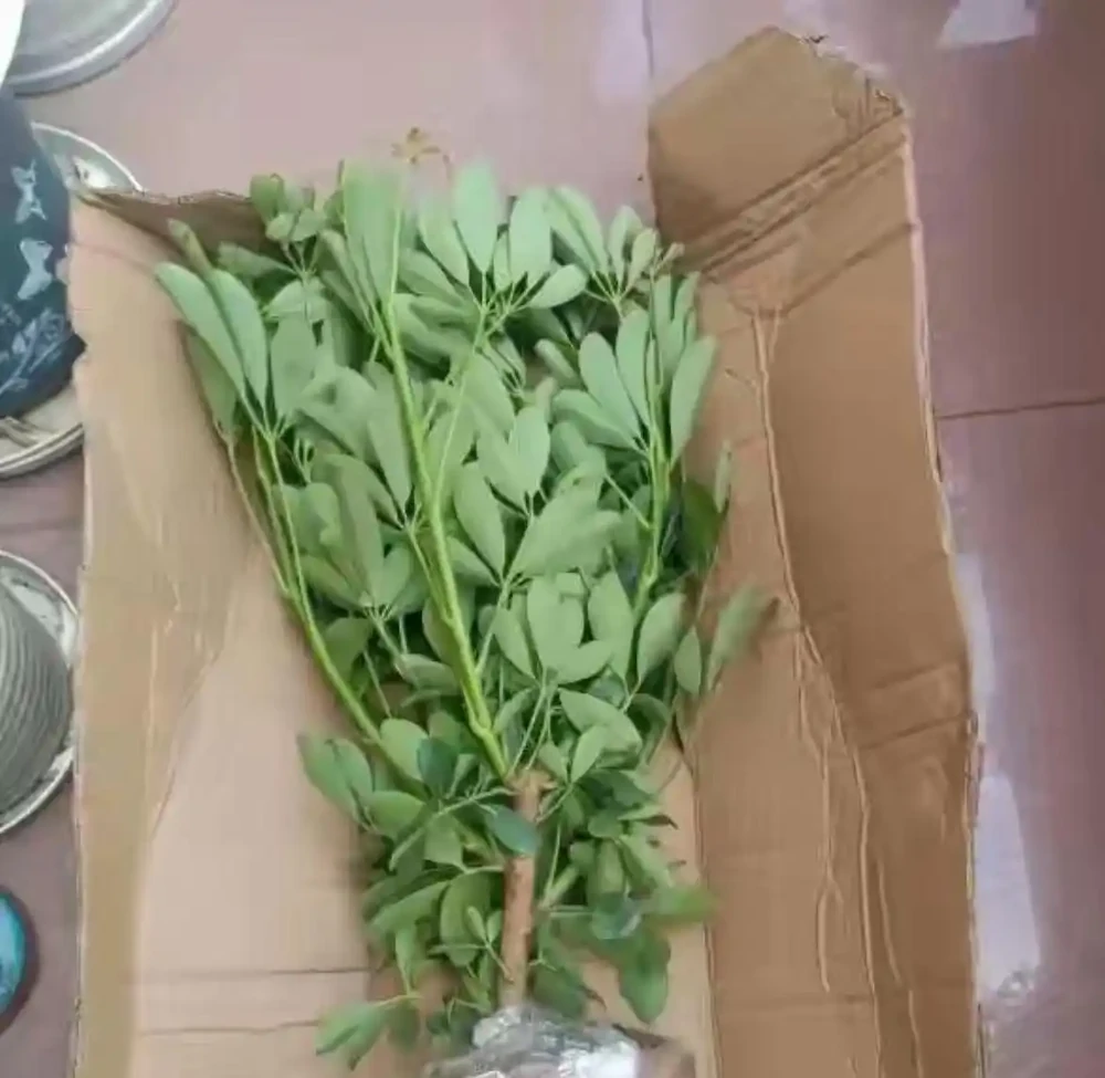 鴨腳木瘋長的秘密被曝光!全靠這招「逆境養成術」,年輕人集體上頭