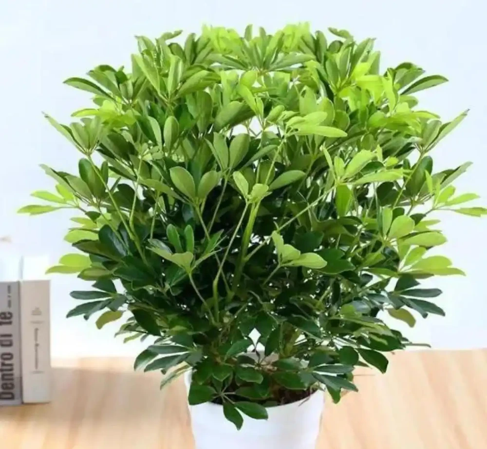 鴨腳木瘋長的秘密被曝光!全靠這招「逆境養成術」,年輕人集體上頭