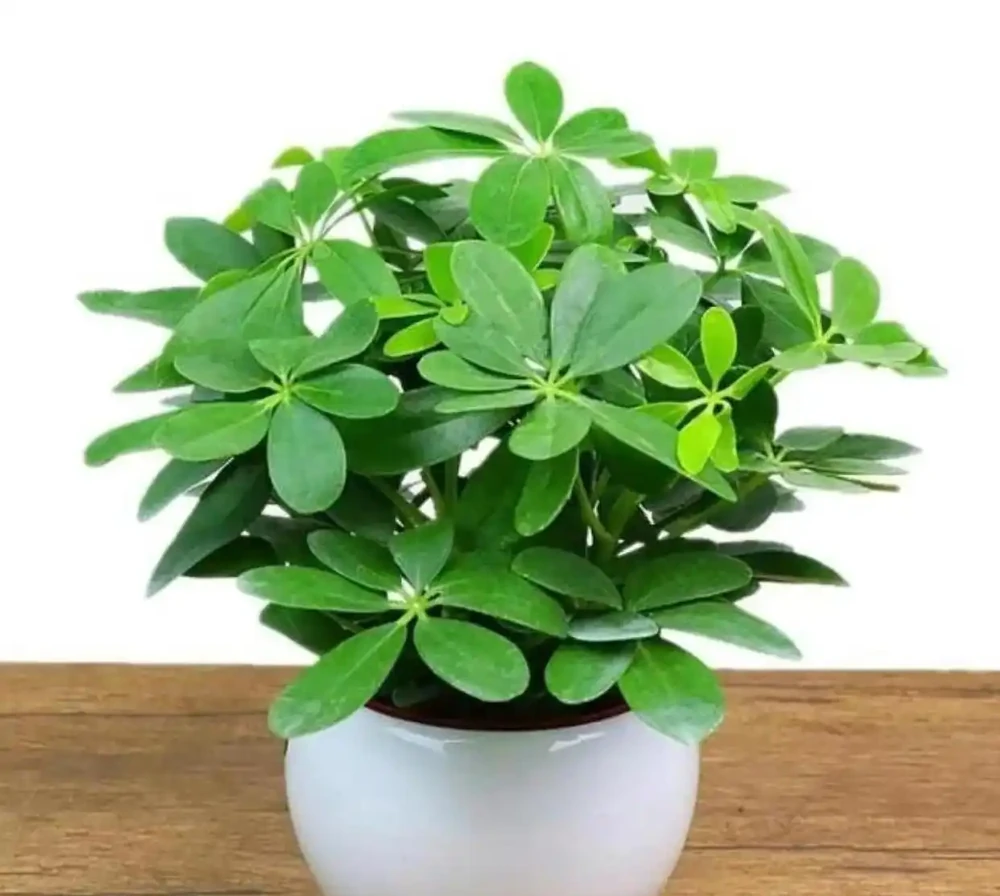 鴨腳木瘋長的秘密被曝光!全靠這招「逆境養成術」,年輕人集體上頭