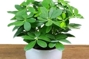 鴨腳木瘋長的秘密被曝光！全靠這招「逆境養成術」，年輕人集體上頭