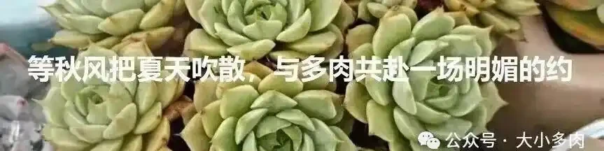 都說多肉是個坑,網友們總結了4類入坑方式,你屬於哪類?