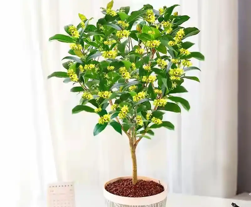 自家小院再小也別空著!5種鎮宅旺家樹,積福廕子孫,果子甜得街坊直眼饞