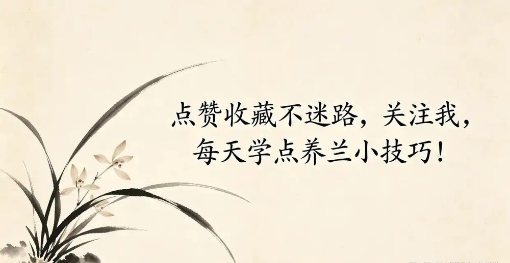 蘭花焦尖是什麼原因？葉尖發黃發焦的4種情況和處理辦法