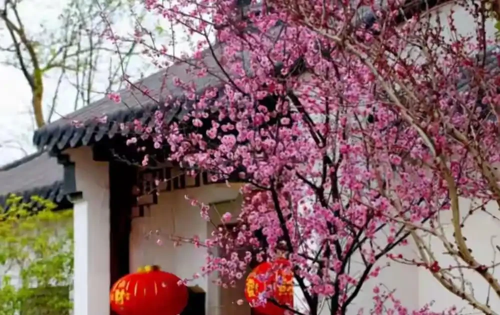 自家小院再小也別空著!5種鎮宅旺家樹,積福廕子孫,果子甜得街坊直眼饞