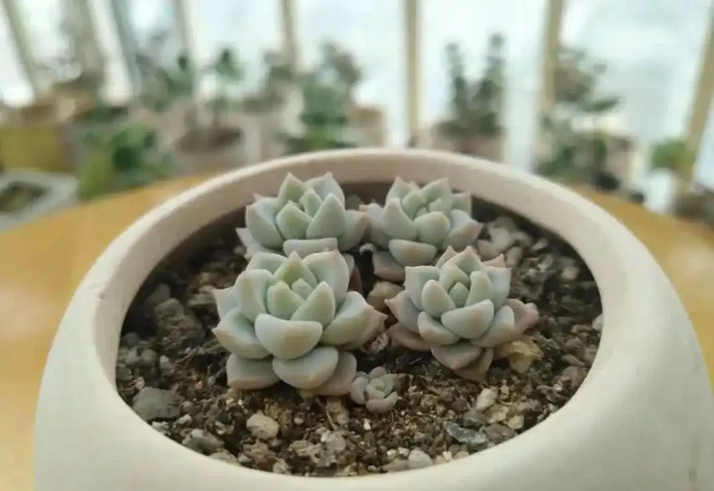 都說多肉是個坑,網友們總結了4類入坑方式,你屬於哪類?