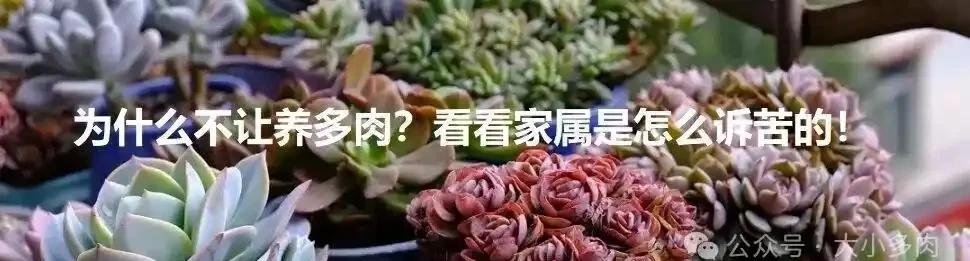 都說多肉是個坑,網友們總結了4類入坑方式,你屬於哪類?