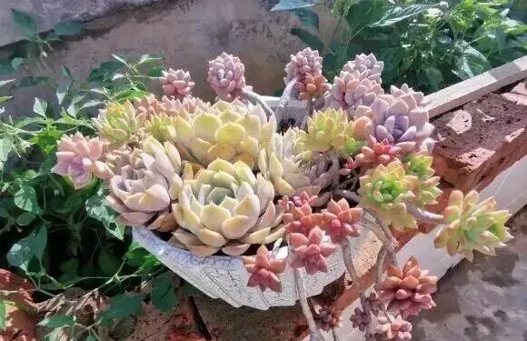 都說多肉是個坑,網友們總結了4類入坑方式,你屬於哪類?