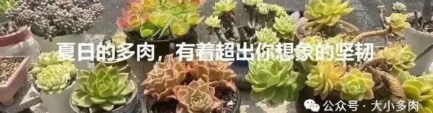 都說多肉是個坑,網友們總結了4類入坑方式,你屬於哪類?