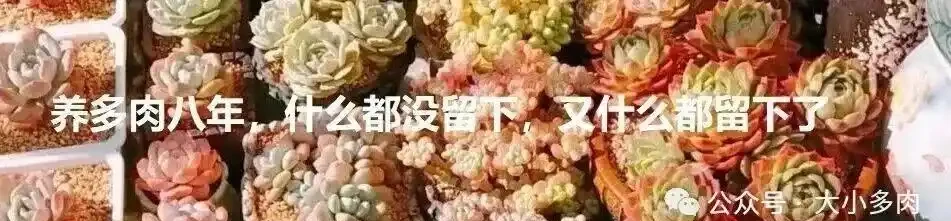都說多肉是個坑,網友們總結了4類入坑方式,你屬於哪類?