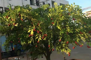 自家小院再小也別空著！5種鎮宅旺家樹，積福廕子孫，果子甜得街坊直眼饞