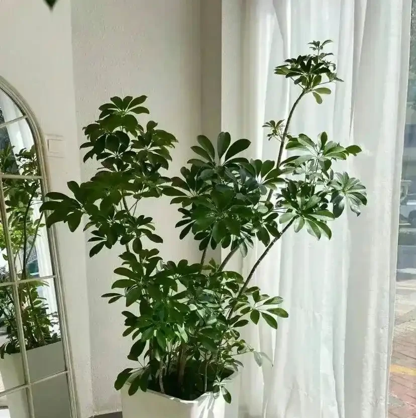 房子再小也要養3盆花!去除異味殺菌,空氣好,家人安康!