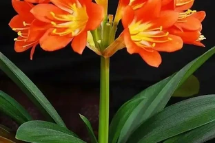 房子再小也要養3盆花！去除異味殺菌，空氣好，家人安康！