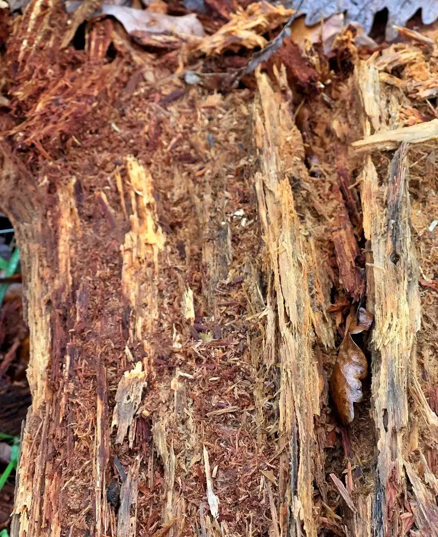 蘭花總養死？新手養蘭花攻略，照著做根壯葉綠開花滿盆