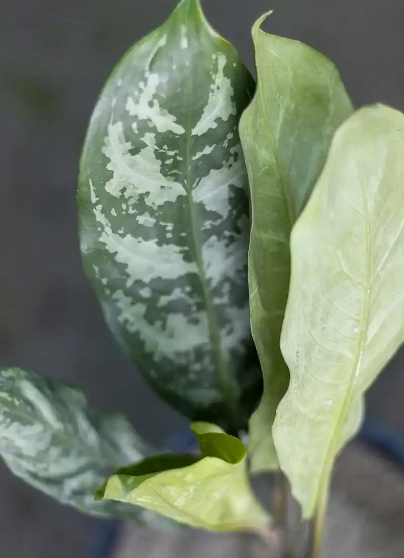 梔子花什麼時候施肥?踩準3個點,葉子油綠花苞擠滿枝