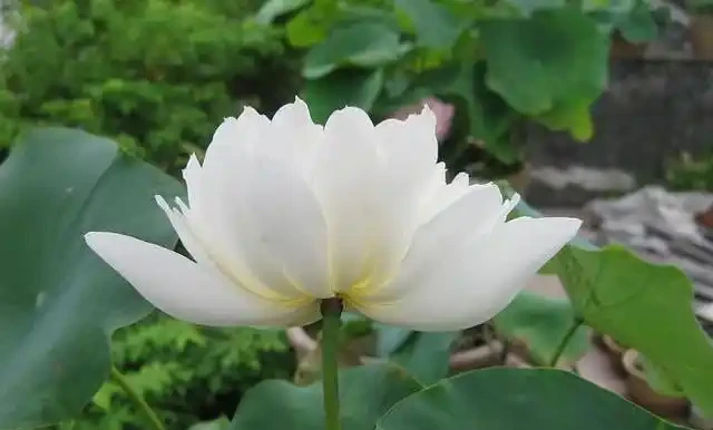 香氣撲鼻的盆栽推薦,家中養這4種不僅好聞還能自制天然香精,太香了