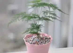 室內空氣淨化指南:精選17種天然除醛盆栽,讓你在家也能大口呼吸!