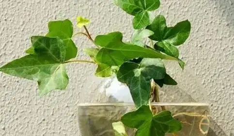 室內空氣淨化指南:精選17種天然除醛盆栽,讓你在家也能大口呼吸!