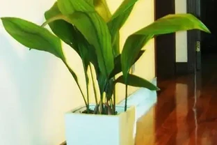 室內空氣淨化指南：精選17種天然除醛盆栽，讓你在家也能大口呼吸！