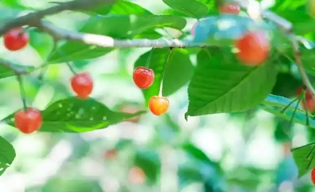 五措並舉抓好櫻桃樹秋季管理