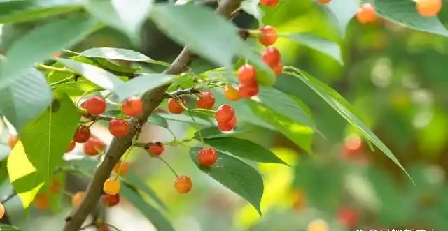 五措並舉抓好櫻桃樹秋季管理