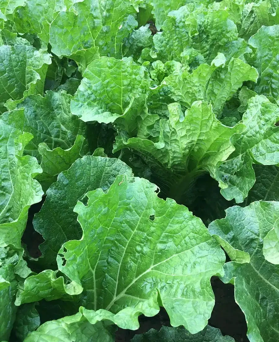 大白菜生長期施肥技巧