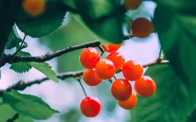 五措並舉抓好櫻桃樹秋季管理