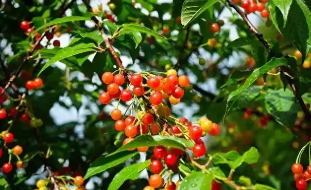 五措並舉抓好櫻桃樹秋季管理