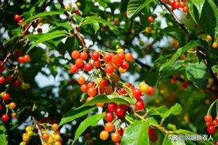 五措並舉抓好櫻桃樹秋季管理‍