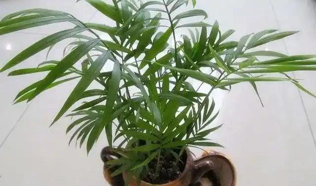 臥室養花別亂買,這4種耐陰綠植好養又淨化空氣,新手也能變綠植達人