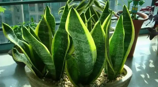 臥室養花別亂買,這4種耐陰綠植好養又淨化空氣,新手也能變綠植達人