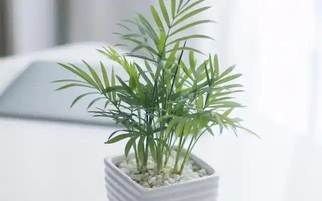 臥室養花別亂買,這4種耐陰綠植好養又淨化空氣,新手也能變綠植達人
