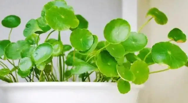 臥室養花別亂買,這4種耐陰綠植好養又淨化空氣,新手也能變綠植達人
