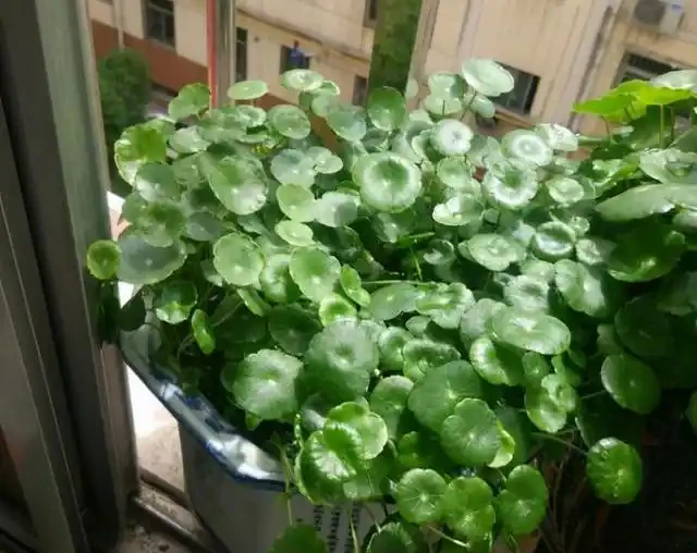 臥室養花別亂買,這4種耐陰綠植好養又淨化空氣,新手也能變綠植達人