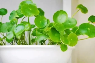 臥室養花別亂買，這4種耐陰綠植好養又淨化空氣，新手也能變綠植達人