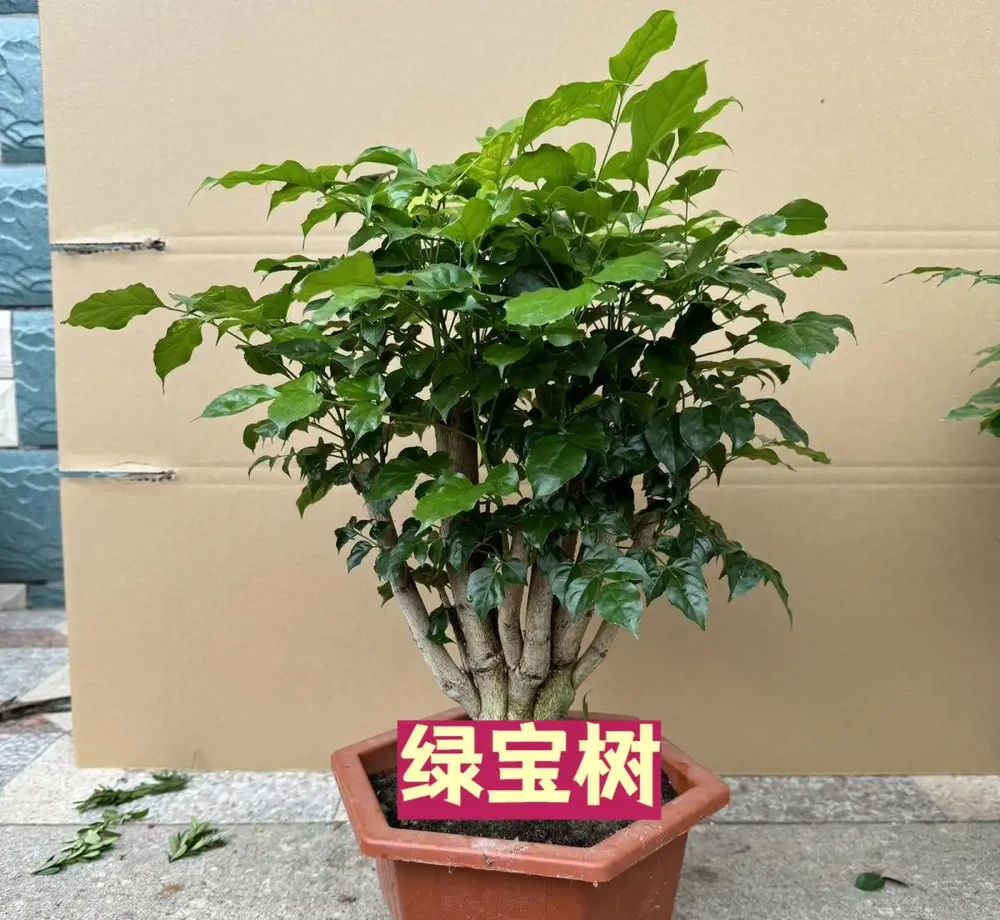 綠寶樹黃葉別亂剪!分清8種黃葉,對症處理,葉子油綠不反覆