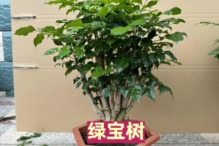 綠寶樹黃葉別亂剪！分清8種黃葉，對症處理，葉子油綠不反覆